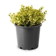 thumbnail image 1 of Emerald n Gold Euonymus 2 Gallon, 1 of 3