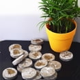 thumbnail image 3 of 10pcs 30mm Jiffy Peat Pellets Seed Starting Plugs Pallet Seedling Soil Block Easy to Operate, 3 of 8