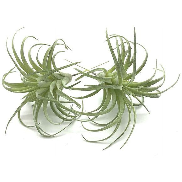 Unpotted Faux Tillandsias, Bromeliads, and Air Plants for Indoor Décor Artificial Succulents in a 2-Pack
