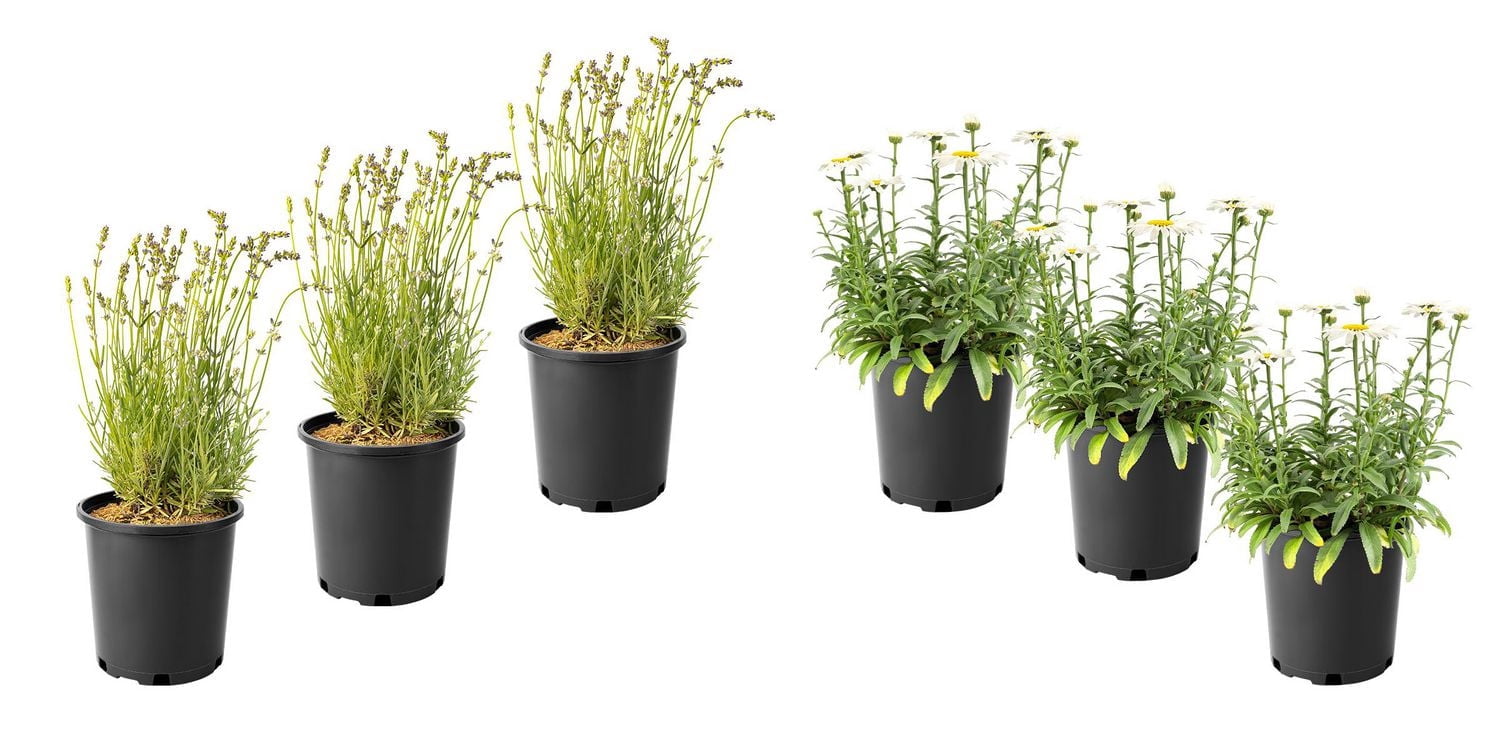 6 plantes de soleil variées, pot de 3,8 L (1 gal)