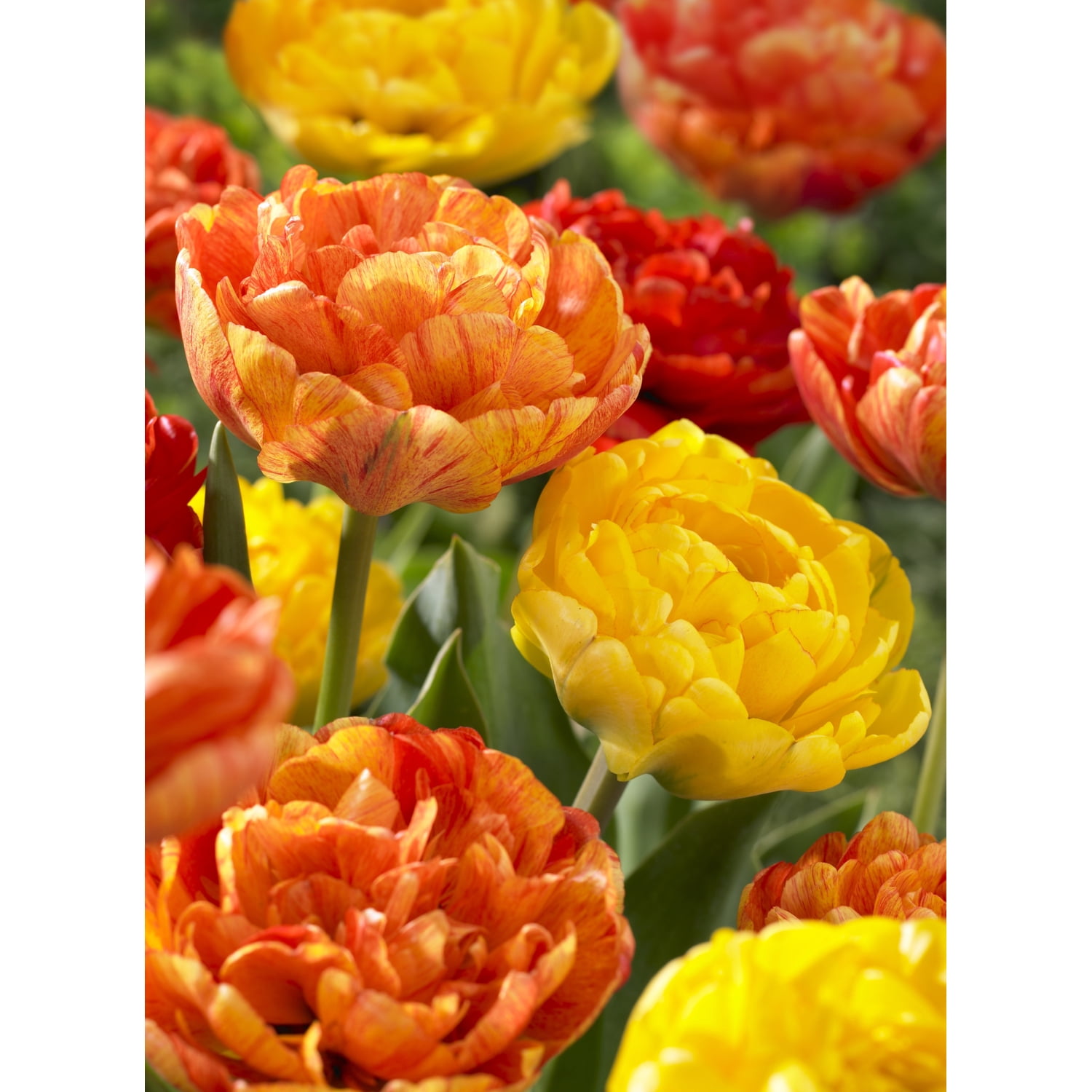 Tulipe double tardive Sun Lover & Yellow Pomponette