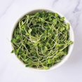 thumbnail image 4 of MICROPOUSSES DE ROQUETTE SAVOUREUSE, 4 of 7