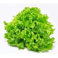 thumbnail image 3 of GSDWIUEW 2000 Premium Lettuce Seeds for Planting- Vegetable Seeds for a Thriving Garden, 3 of 4
