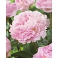thumbnail image 2 of Bulbes à fleurs TASC - Pivoine Sarah Bernhardt, 2 of 2