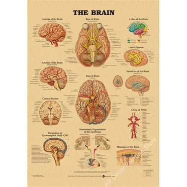 Retro Organ Systems In The Human Body Posters Skeleton Anatomy Kraft Paper Prints DIY Vintage Home Room Art Wall Decor Paintings, 50*70cm, unframed.,6