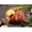SKU-09, variant on Delicious Barbecue Ham Chicken Wings Steak Roast Chicken Poster Canvas Paintings Wall Art Pictures Restaurant Kitchen Home Decor50 x 70 cm frameless,SKU-14