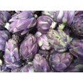 thumbnail image 1 of 50 PURPLE ROMAGNA ARTICHOKE Italian Cynara Scolymus Flower Vegetable Seeds, 1 of 10