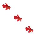 thumbnail image 2 of Thinsony Magnifiquement Conçu Simulation Artificielle Lumineuse Poissons Rouges pour les Aquariums Bronzage Rouge 3Set, 2 of 6