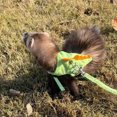 thumbnail image 4 of Adjustable Ferret Leash and Harness Secure Set for Small Animal Outdoor Walking Adventures Ensuring and Comfort, 4 of 4