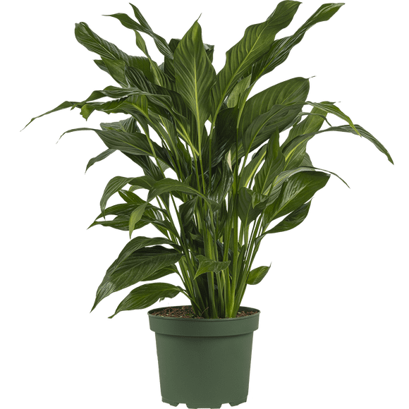Spathiphyllum | Peace Lily (L) Live Plants in 8" growers pot