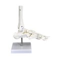 thumbnail image 2 of Bunblic Human Joint Model Realistic Teaching Tool,Educational,Medical,Lightweight,Scientific Skeleton Model for Display Study Science Foot, 2 of 8