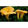 thumbnail image 4 of GSDWIUEW Mushrooms Chantarelle Yellow Spores Spawn Mycelium Heirloom for Planting, 4 of 8