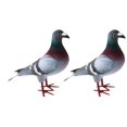 thumbnail image 3 of Langgg Simulation Foam Model Party Favors 2pcs Bird Foam Gifts Artificial Easter 2 pcs Style A, 3 of 4