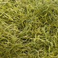 thumbnail image 2 of 1 lb Preserved Spanish Moss - Light Green, 2 of 5