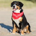 thumbnail image 2 of 3 Pack Mechaly Dog Bandana Neck Scarf Paisley Polyester Bandanas - Any Pets, 2 of 2
