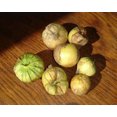 thumbnail image 3 of 200 Grandes Graines de TOMATILLO Vert Rio VERDE Physalis Ixoxcarpa Légumes, 3 of 5