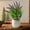 Green, variant on Simulated Small Fresh Bonsai Plant | Mini Lavender and Green Grass Decorative Ornament | Eco-Friendly Plastic with White Dotted Round Vase