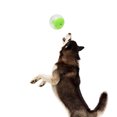 thumbnail image 2 of Dog Toy Ball Endless Fun Durable TPR Food Dispensing Interactive Dog Teething Ball for House Indoor Family Green, 2 of 12