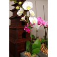 thumbnail image 4 of Greenne 100Pcs Orchid Clips Plant Support Stem Clamps Garden Flower Vine Plant Support, 4 of 9