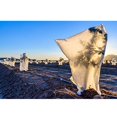 thumbnail image 4 of XZNGL Warm Cover Tree Shrub Plant Protecting Bag Frost Protection Yard Garden Winter, 4 of 9