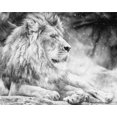 thumbnail image 4 of Papier Peint 3D Lion Blanc SKU# WAL0165, 4 of 6