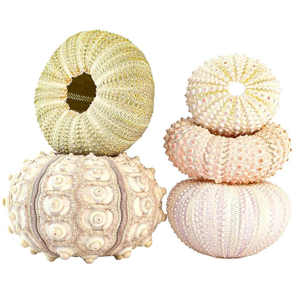 5 Piece Succulent Plant Pot Conch Plant Pot Flower Pot Container Planter With Drainage Hole Decorative Hanging Air Plant Pot Sea Urchin Shell Air Plant