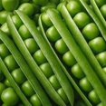 thumbnail image 3 of GSDWIUEW Green Arrow English Pea Seeds for Planting, 25 Gram Packet-100+ All Heirloom Seeds-Plant in Spring or Late Summer for Fall Harvest, 3 of 8