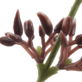 thumbnail image 3 of Bouclair Tige d'Eucalyptus Artificielle Verte, 3 of 3
