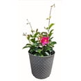 thumbnail image 1 of 9in Mandevilla - Live Plant in 9inch Pot (Single Item), 1 of 1
