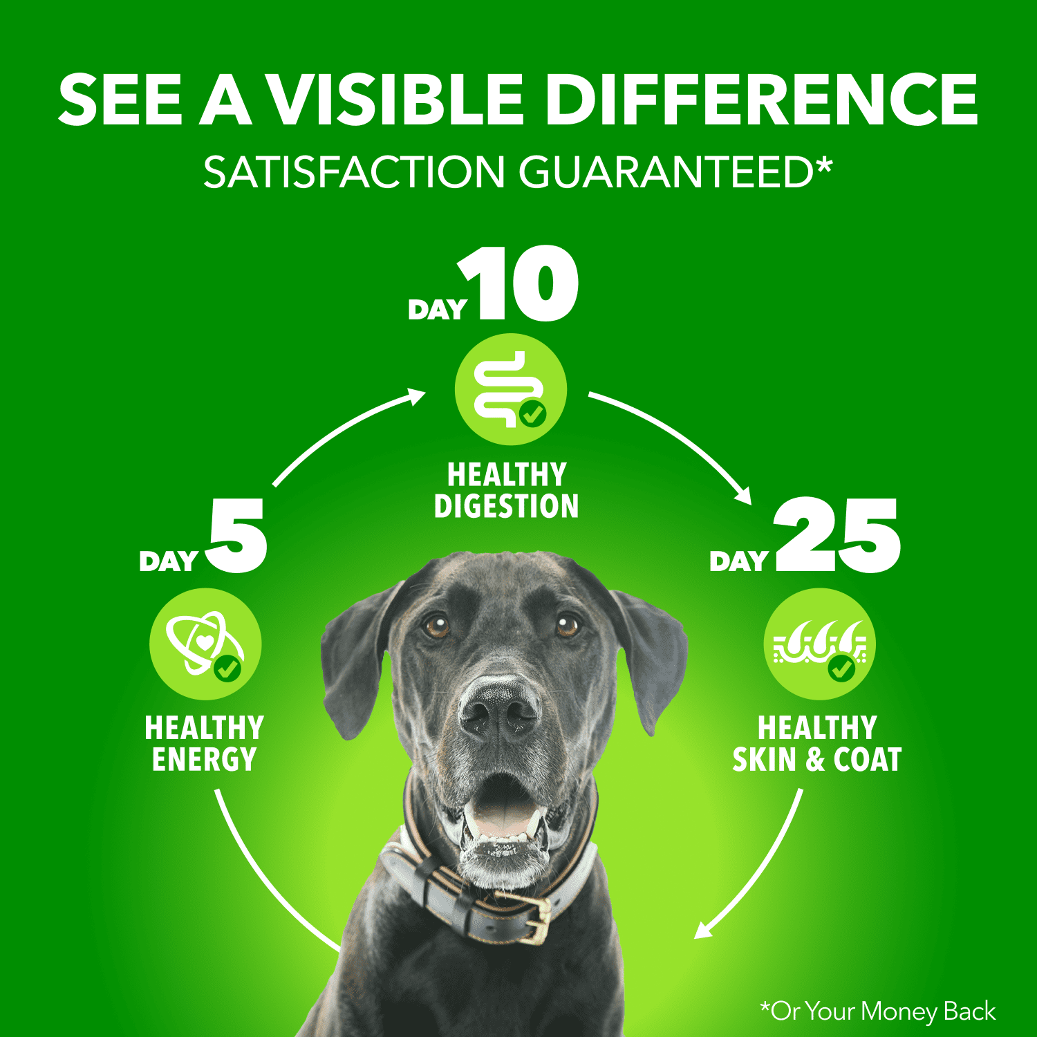 IAMS Proactive Health Agneau & Riz Ensemble Multiple Adulte Nourriture Humide pour Chiens 500g