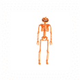 thumbnail image 1 of Halloween Skeleton Decorations with Posable Joints Skeletons for Halloween Party Haunted House Props Decorations, 2 Packs, Style 4, 1 of 9
