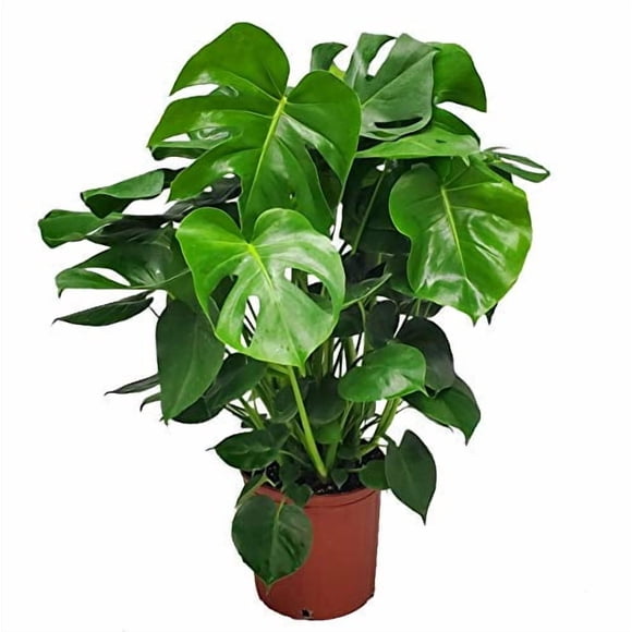 Monstera Deliciosa - Plante de Philodendron à Feuilles Fendues au Fromage Suisse - Grande Plante - Hauteur Totale 24 Pouces à 28 Pouces - Tropical Plants of Florida
