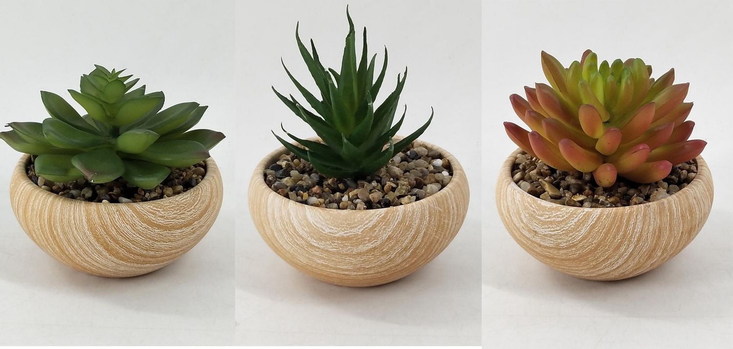 Pot en céramique avec succulentes
