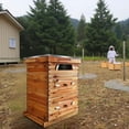 thumbnail image 2 of 10-Frame Langstroth Beehive Starter Kit with Observation Window, Pre-Assembled Complete Hive (2 Deep, 1 Medium Box) in Premium Cedar & Fir, 2 of 8