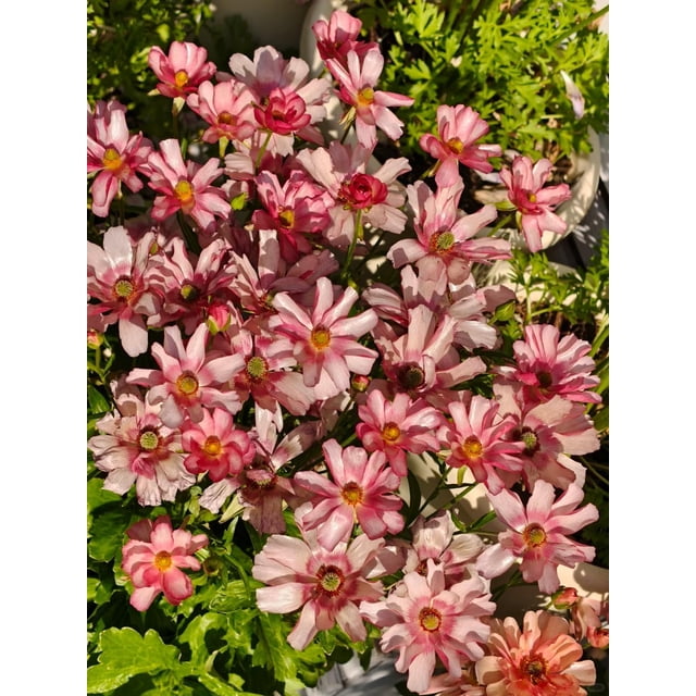 GSDWIUEW Butterfly Ranunculus Bulbs Buttercup Bare Roots for Planting Canada, Perennial Flower Ranunculus asiaticus, Double Ranunculus Bare Roots for Cut Flowers Garden Indoor Outdoor (30, Lycia)