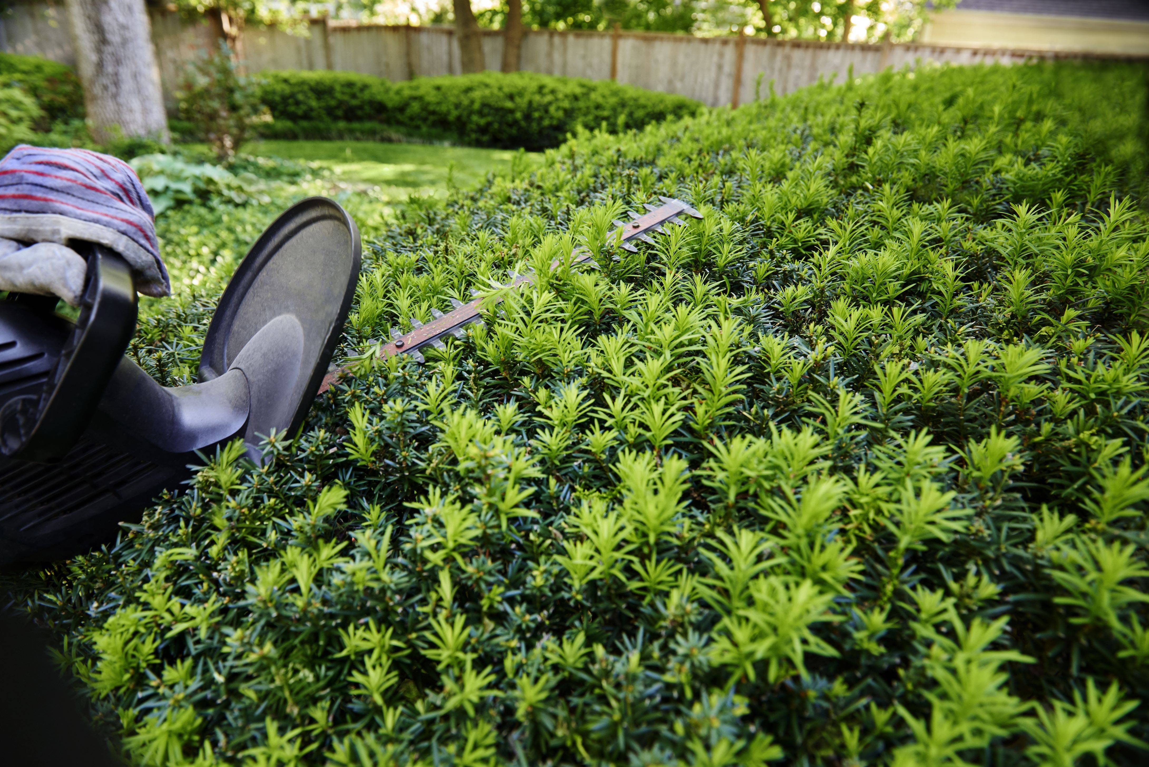 If 'Hicks' (Taxus), pot de 2 gal, arbuste