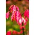 thumbnail image 3 of 2 Gallon Compact Burning Bush (Euonymus) Shrub, 3 of 7