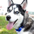 thumbnail image 2 of Country Brook Petz Martingale Dog Collar - Heavy-Duty Training Collar with No Buckle - Service Dog Collar for All Pups - Vibrant, Colorful Collection (Royal Blue, 3/4 Inch, Small), 2 of 8
