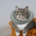 thumbnail image 4 of Cercle de Cou pour Animal Empêcher le Léchage Vert 1 Pcs, 4 of 8