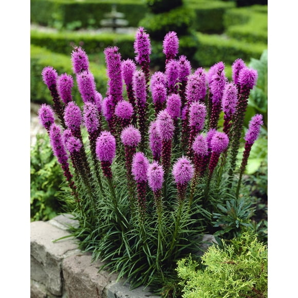 TASC FLOWER BULBS - Liatris Spicata