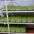thumbnail image 2 of Baohd 2pcs Seedling Tray Wear-resistant Seed Starters Mesh Bottom Seeds Basin Seedlings Box for Microgreens Soil Blocks Wheatgrass, 2 of 7