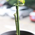 thumbnail image 1 of Pot Stand Shape Plant Anti-rust Durable Anti-deformed Long-lasting Wide Applications Reusable Plant Climbing Sturdy Plant Support Stakes for Amaryllis, 1 of 8