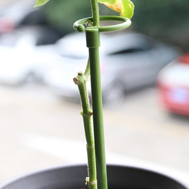 Pot Stand Shape Plant Anti-rust Durable Anti-deformed Long-lasting Wide Applications Reusable Plant Climbing Sturdy Plant Support Stakes for Amaryllis
