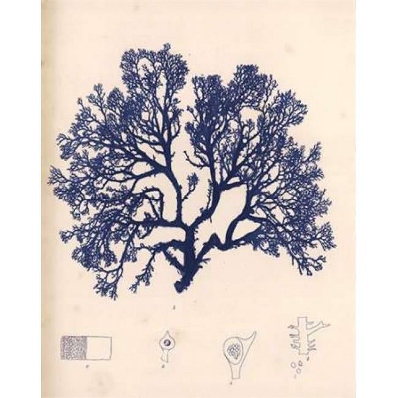 Gango Editions PDXPOL316SMALL Blue Botanical Study I Poster Print by Kimberly Poloson, 8 x 10 - Small
