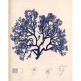 thumbnail image 1 of Gango Editions PDXPOL316SMALL Blue Botanical Study I Poster Print by Kimberly Poloson, 8 x 10 - Small, 1 of 1