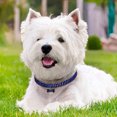 thumbnail image 3 of TIMIFIS Dog Collar Pet Supplies Cute Mini Pet Dog Bling Rhinestone Chocker Collars Fancy Dog Necklace, 3 of 3