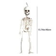thumbnail image 3 of Riforla Halloween Skeleton Decorations Full Body Skeleton with Movable Joints for Decor Hangs Home Decor white, 3 of 9
