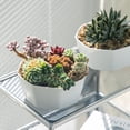 thumbnail image 4 of Large Diameter Modern Planters With Holes Ideal For African And Various Indoor, 4 of 6