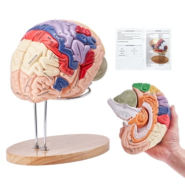 VEVOR Human Brain Model Anatomy, 2X Life-Size 4-Part Human Brain Anatomical Model with Labels & Display Base, Color-Coded Detachable Brain Model