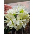 thumbnail image 3 of GSDWIUEW Double Amaryllis Bulbs for Fall Planting Large Hippeastrum Perennial Flowers Bulbs Size 10-11 Inch Perfect for Garden, Gift with Wrapping and Planting Instruction (1, White Symphony), 3 of 5